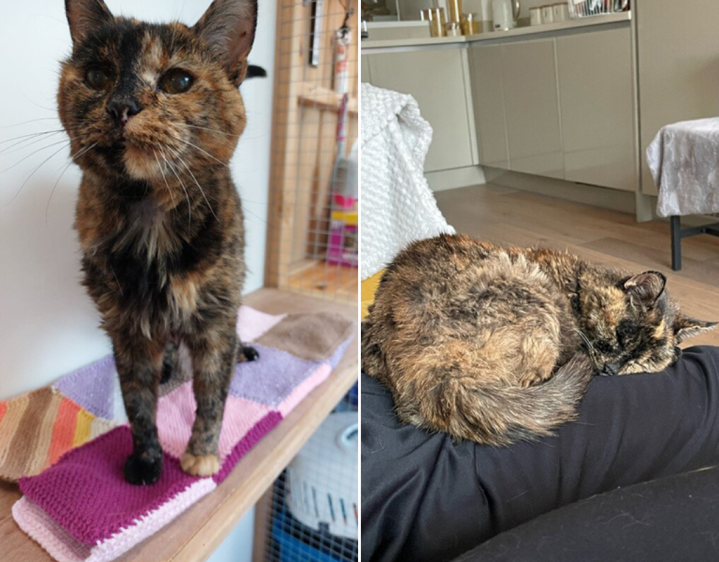 Meet Flossie At almost 27, this is the world’s oldest living cat