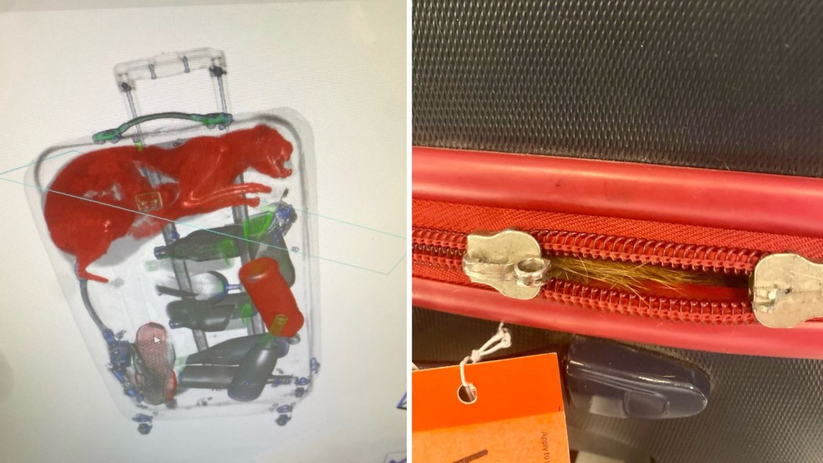 A split photo. On the left is an X-ray of a luggage with a cat inside. On the left, orange cat hair sticks out from the zippers of a suitcase.