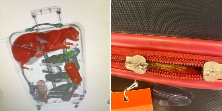 Live stowaway cat found in luggage during TSA inspection in New York