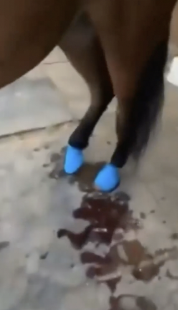 A still frame of video of a horse bleeding. A woman has been charged in connection with the incident.