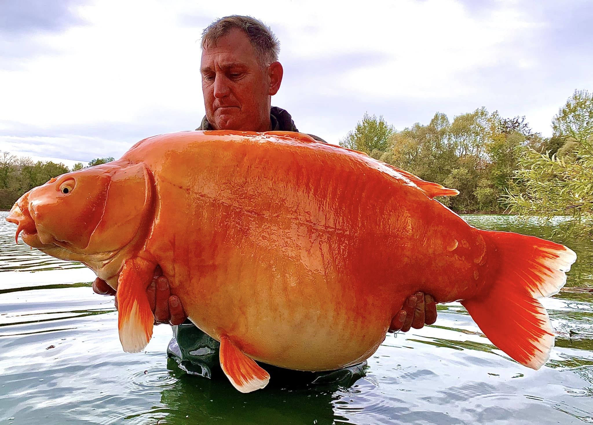 Pescador pesca un enorme pez dorado de 67 libras llamado 'La Zanahoria' |  Radio fresca 93.1