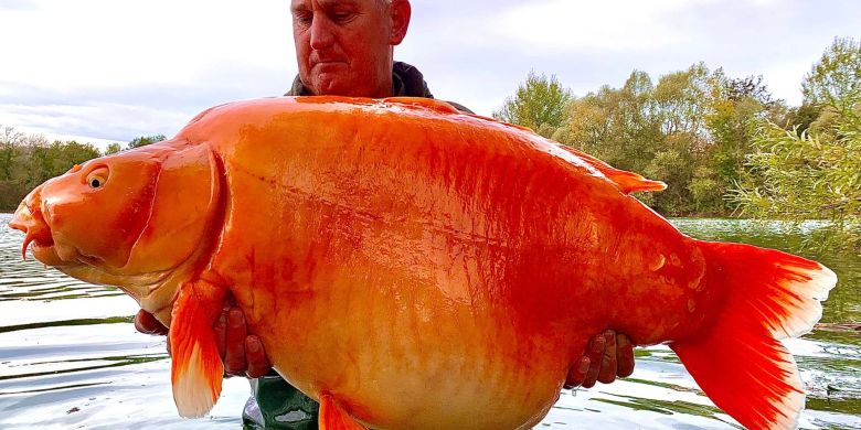 Angler reels in massive 67-pound goldfish named 'The Carrot'