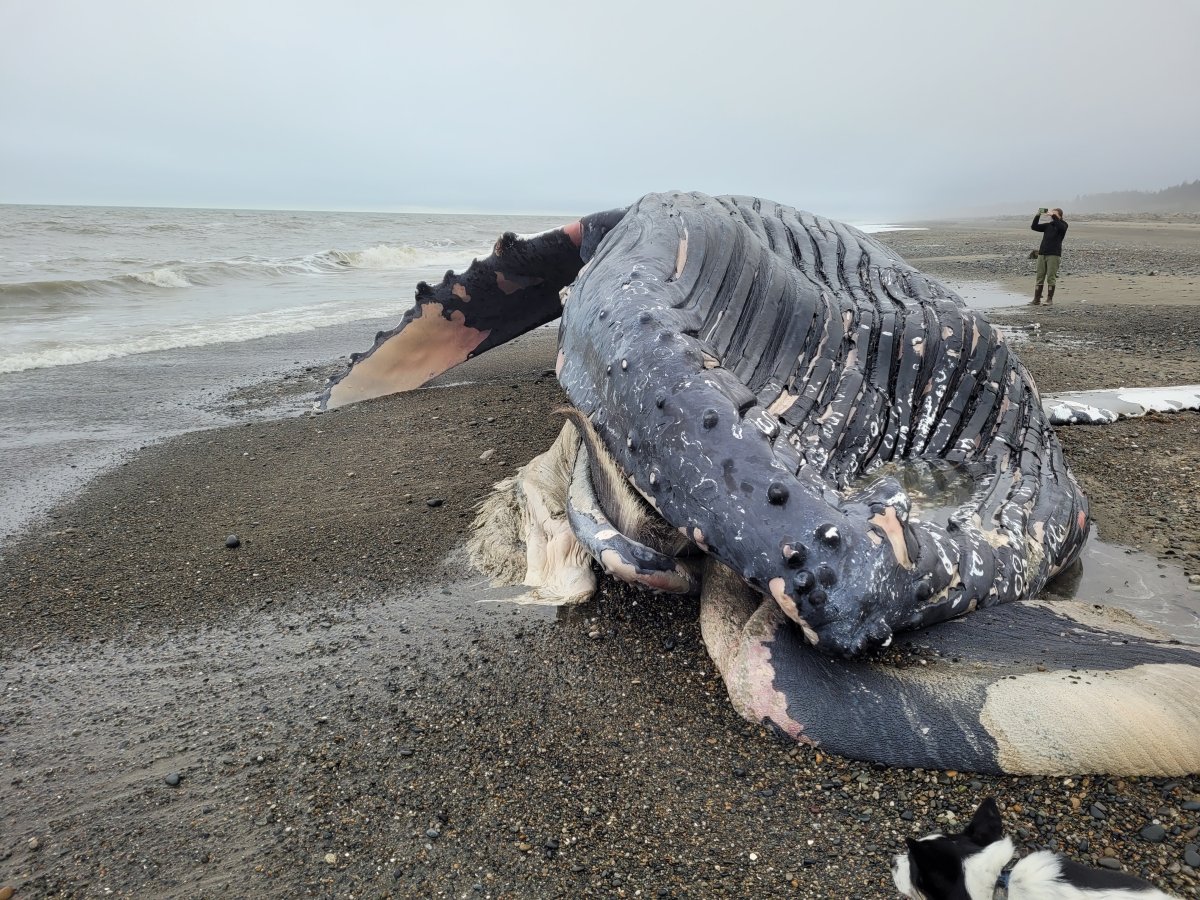 A dead humpback whale seen on the beach in Naikoon Provincial Park. 
