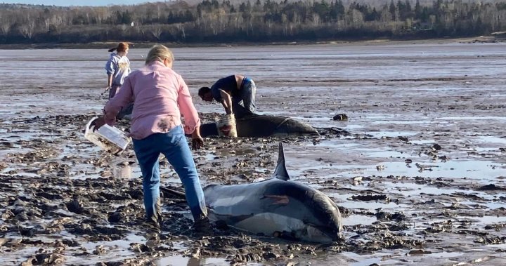 Community comes together to rescue stranded dolphins in Digby, N.S.
