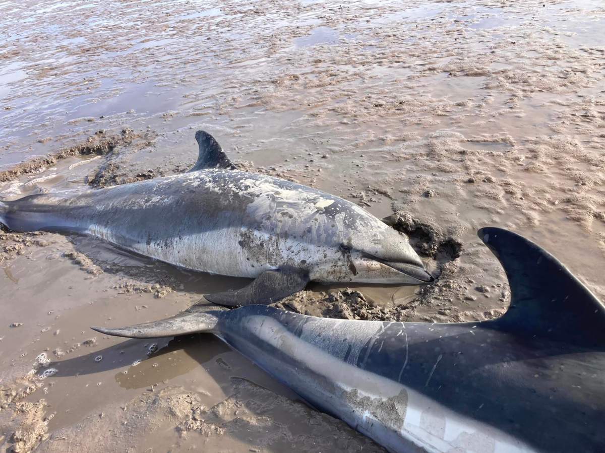 The dolphins were rescued with the help of community members, the local fire department and Fisheries and Oceans.