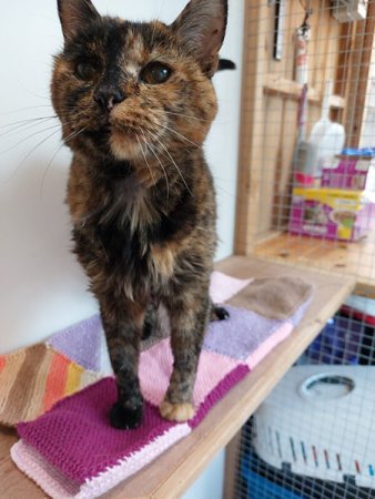 Meet Flossie: At almost 27, this is the world’s oldest living cat ...