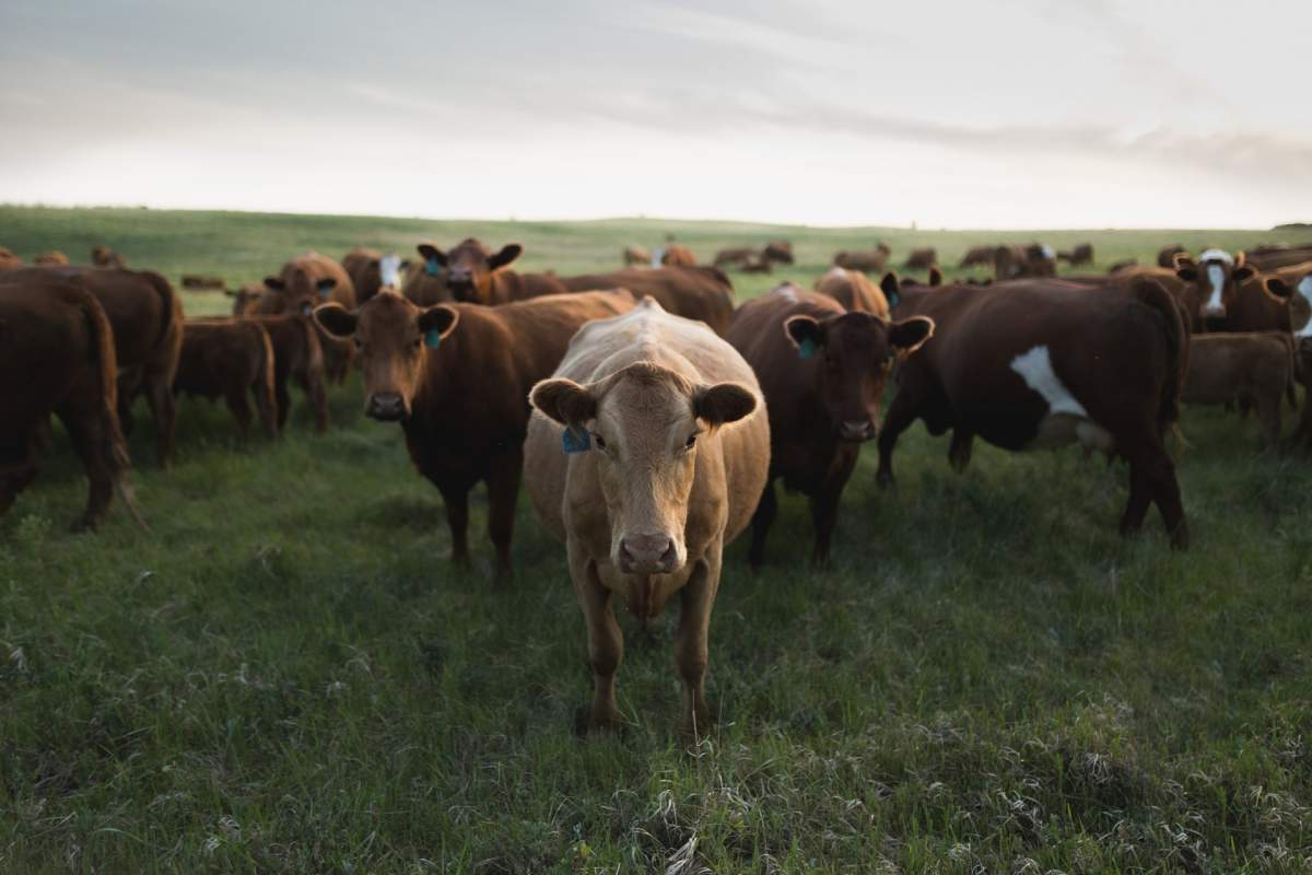 Grand Prize Winner, Prairie Category Winner, taken in Caronport, Sask.