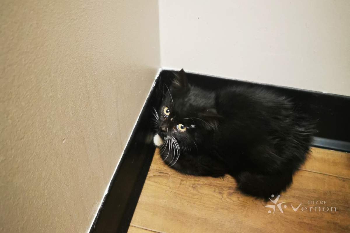 This cute little stowaway found refuge in a fire truck and went on a fur-raising adventure. 