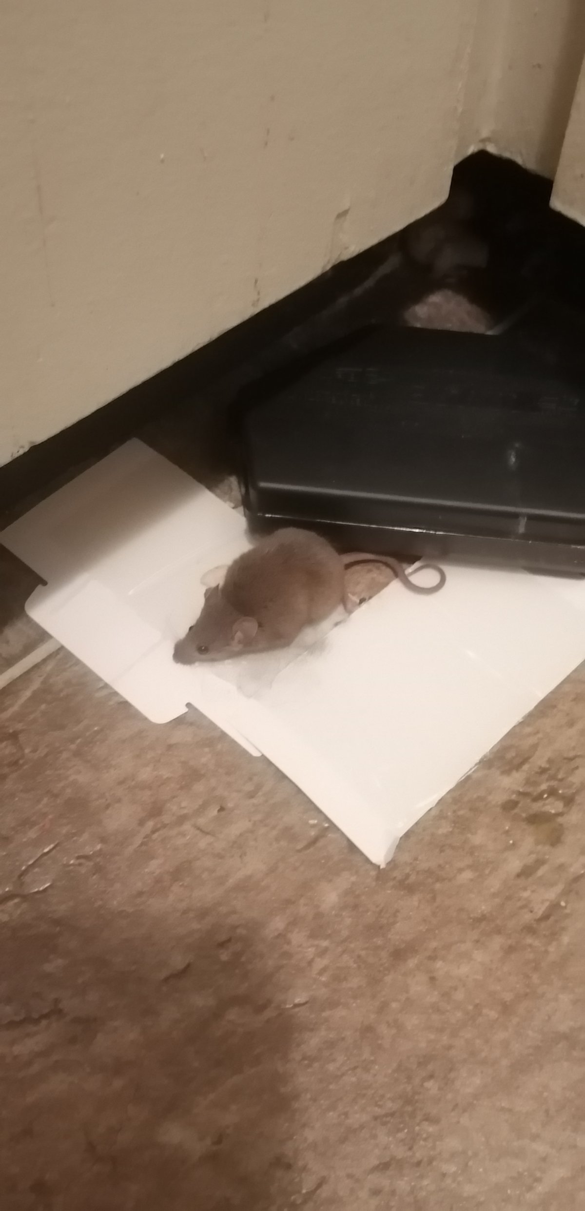 Dominika Kosowska says she's been dealing with mice in her Saskatoon apartment for years.