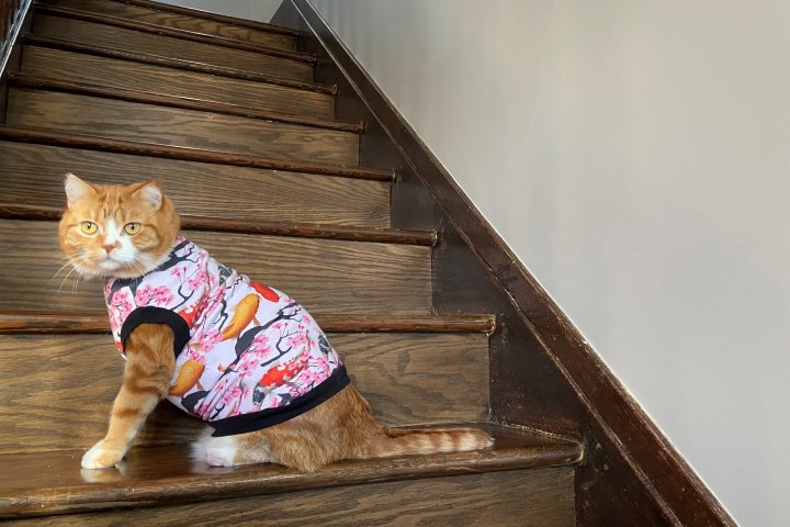 Cat survived abuse and now wears sweaters to protect severe burn scars