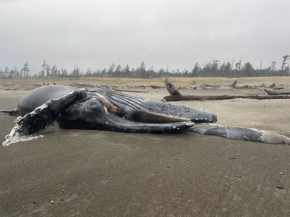 The latest dead humpback was found in Naikoon Provincial Park on Haida Gwaii on Sunday, Nov. 20. 