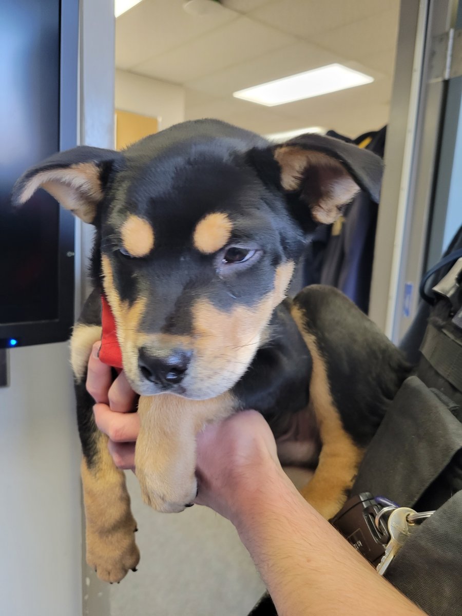 RCMP in Kamloops have found a puppy amid abandoned stolen items.