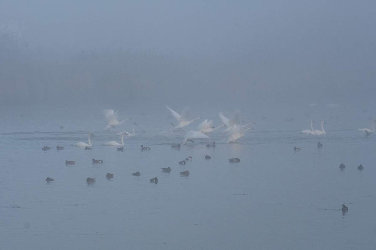 Trumpeter swans seen at Willband creek Park in Abbotsford.