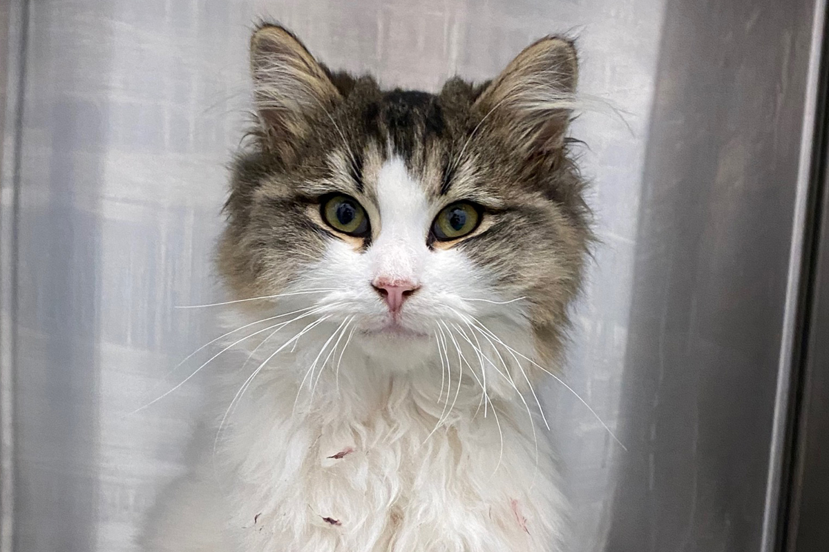 The humane society says Tiny Tim needs emergency surgery.