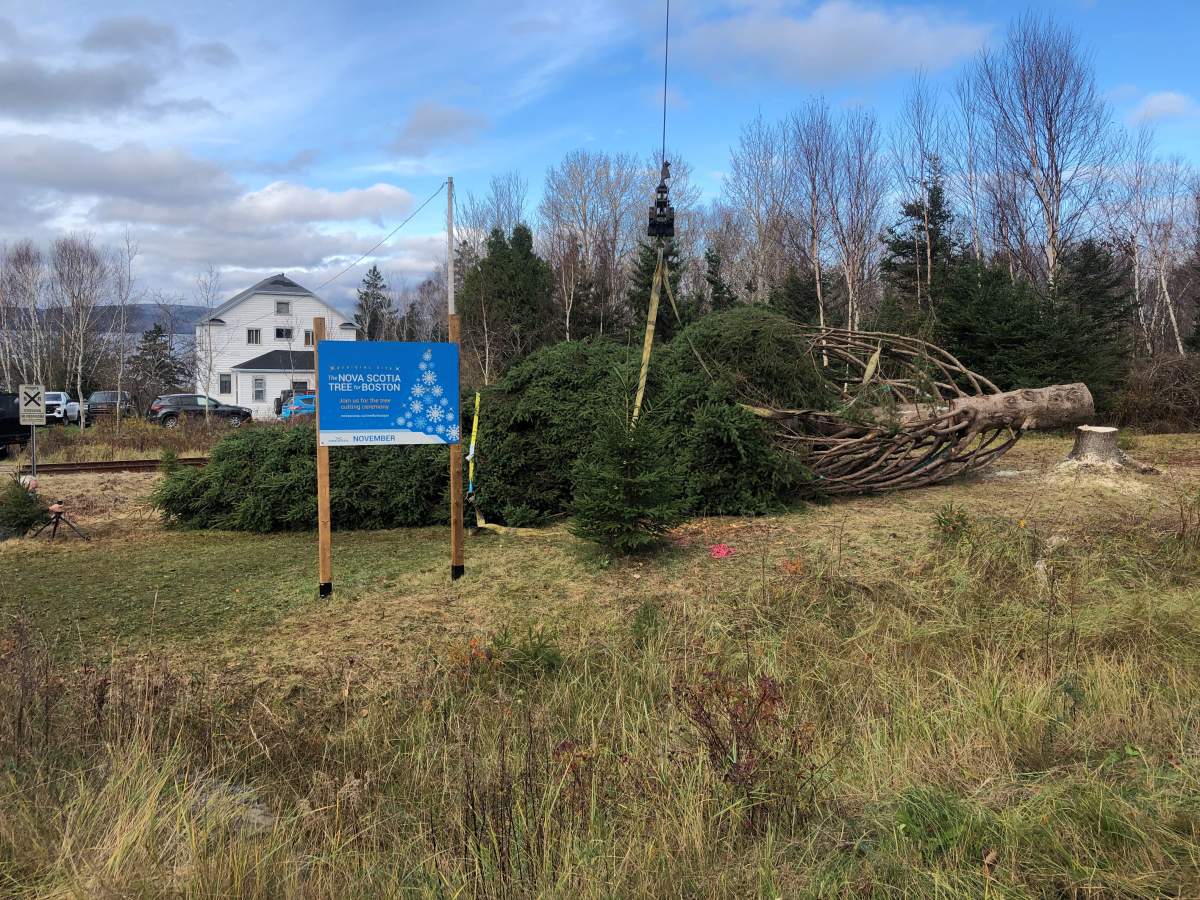 ‘Meant to be’: N.S. family says an honour to donate 2022 Tree for Boston - image