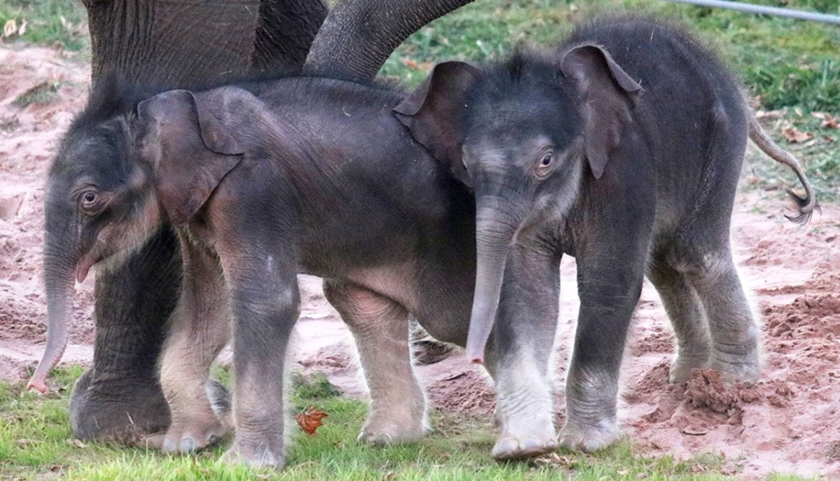 Twin male elephants have been born at the Rosamond Gifford Zoo in Syracuse., N.Y.