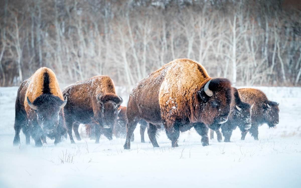 Winter Category Winner, taken in Melville, Sask.