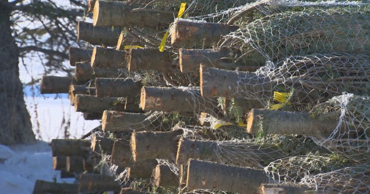 Winnipeg Christmas tree supply to meet demand this year despite North American shortage: supplier