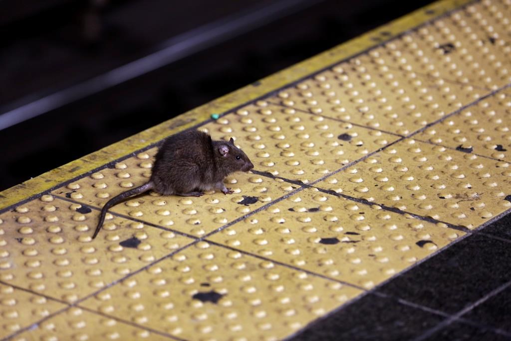 NYC is looking for 'bloodthirsty' rat czar — and the job pays