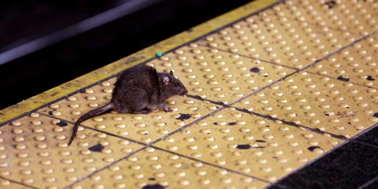 NYC is looking for 'bloodthirsty' rat czar — and the job pays $228,000