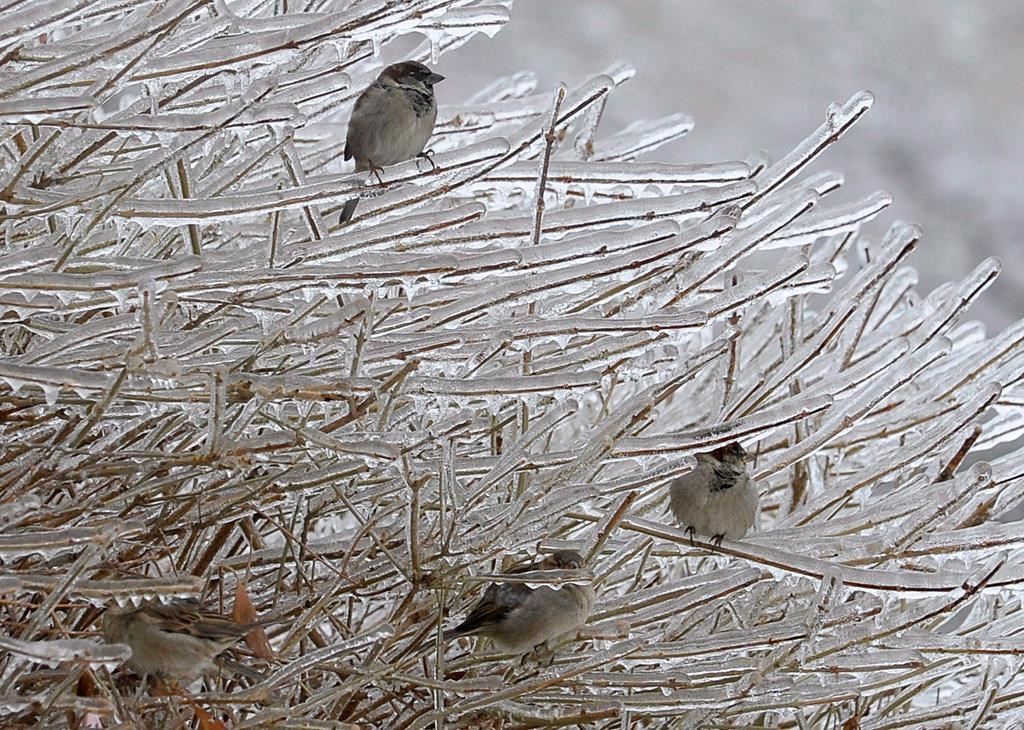 Sparrows sit on ice covered branches in Mississauga, Ont. on Monday December 23, 2013. THE CANADIAN PRESS/J.P. Moczulski.