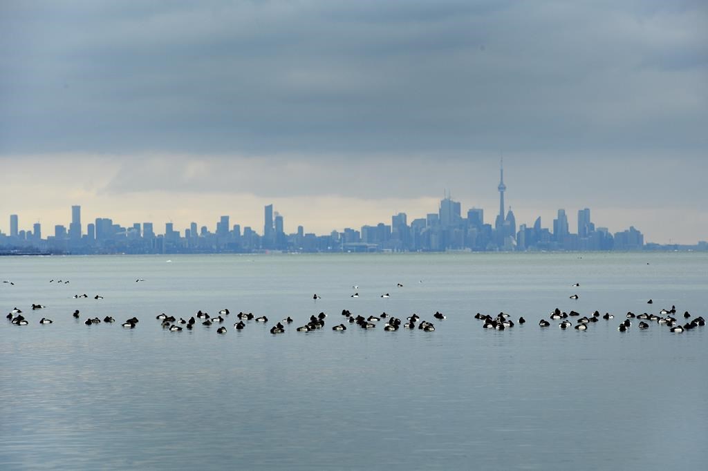 Birds swim in the cold waters of Lake Ontario overlooking the city of Toronto skyline in Mississauga, Ont., on Thursday, January 24, 2019. 