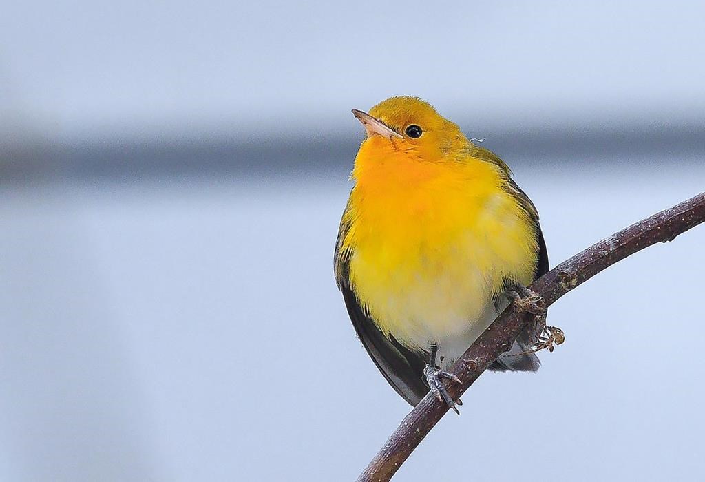 A Prothonotary Warbler is shown in this handout image
