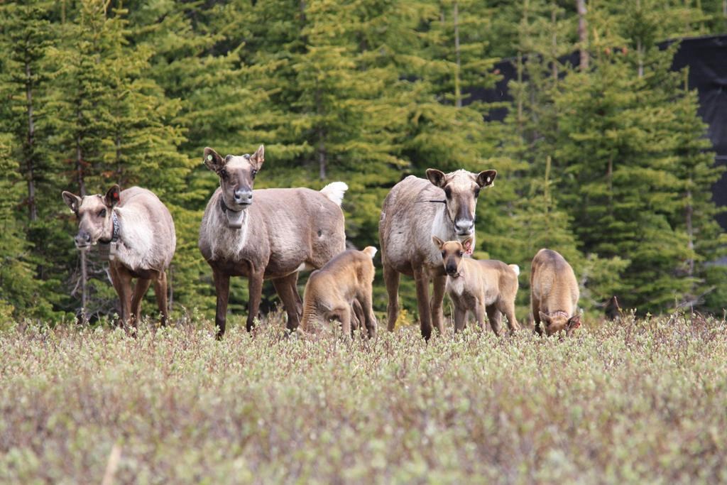 Caribou are shown in an undated handout photo. Four First Nations in Manitoba are working with the provincial and federal governments to establish a new Indigenous protected area in the Seal River Watershed.