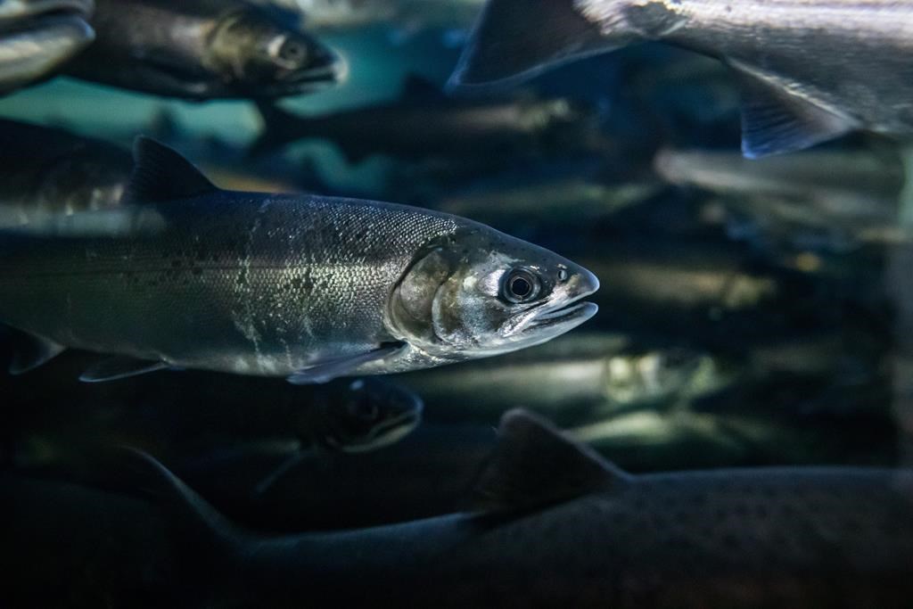 Coho salmon swim at the Fisheries and Oceans Canada Capilano River Hatchery, in North Vancouver, on Friday July 5, 2019. The federal government is offering to buy Pacific salmon commercial fishing licences off anyone looking to get out of the industry as it tries to protect dwindling salmon stocks. 