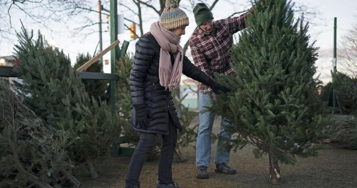 Last-minute Christmas tree seekers find few options, Manitoba supply nearly depleted