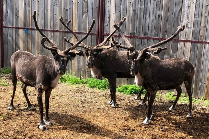Scar-free healing? University of Calgary researchers say reindeer could hold key to success