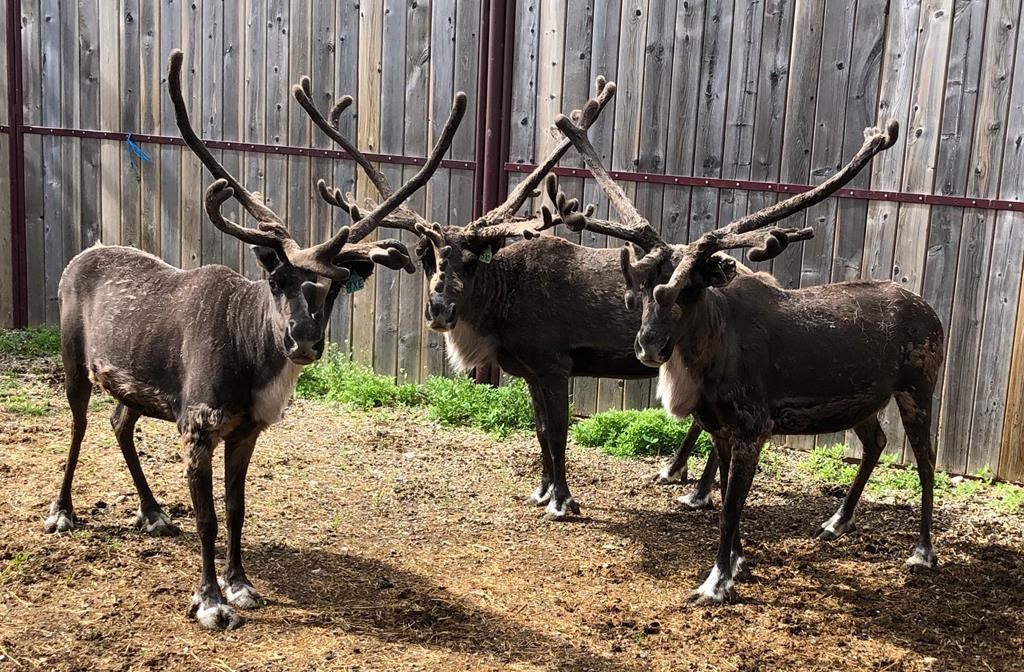 Reindeer from the captive herd at the University of Calgary Faculty of Veterinary Medicine is shown in an undated handout photo. Reindeer could hold the key to regenerative healing in humans and animals, says research led by the faculty.