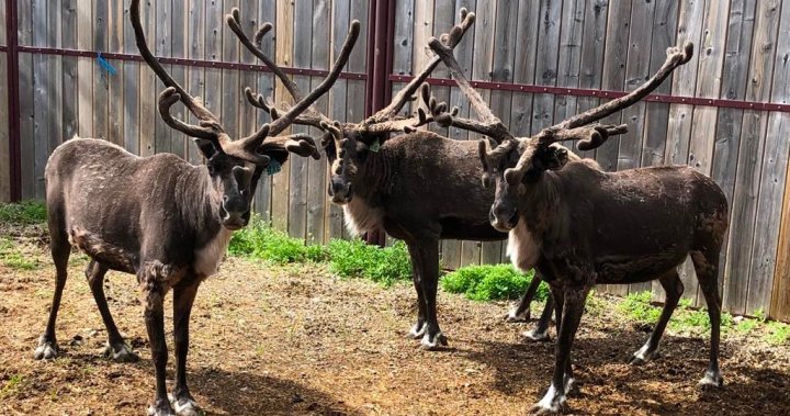 Scar free healing? University of Calgary researchers say reindeer could hold key to success  | Globalnews.ca