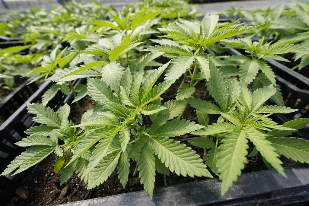 FILE - Marijuana plants for the adult recreational market are are seen in a greenhouse at Hepworth Farms in Milton, N.Y., July 15, 2022.  (AP Photo/Mary Altaffer, File).
