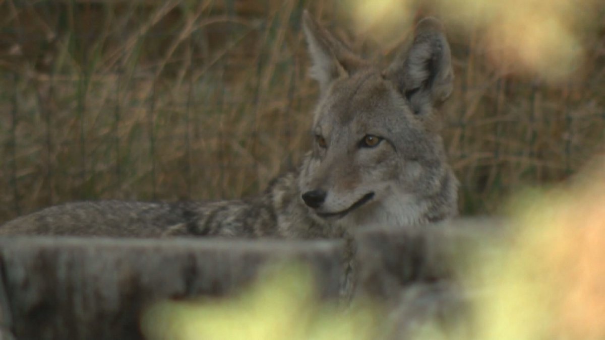 Farmers and ranchers in southern Saskatchewan are taking matters into their own hands by introducing a bounty on coyotes which they say are killing their livestock.