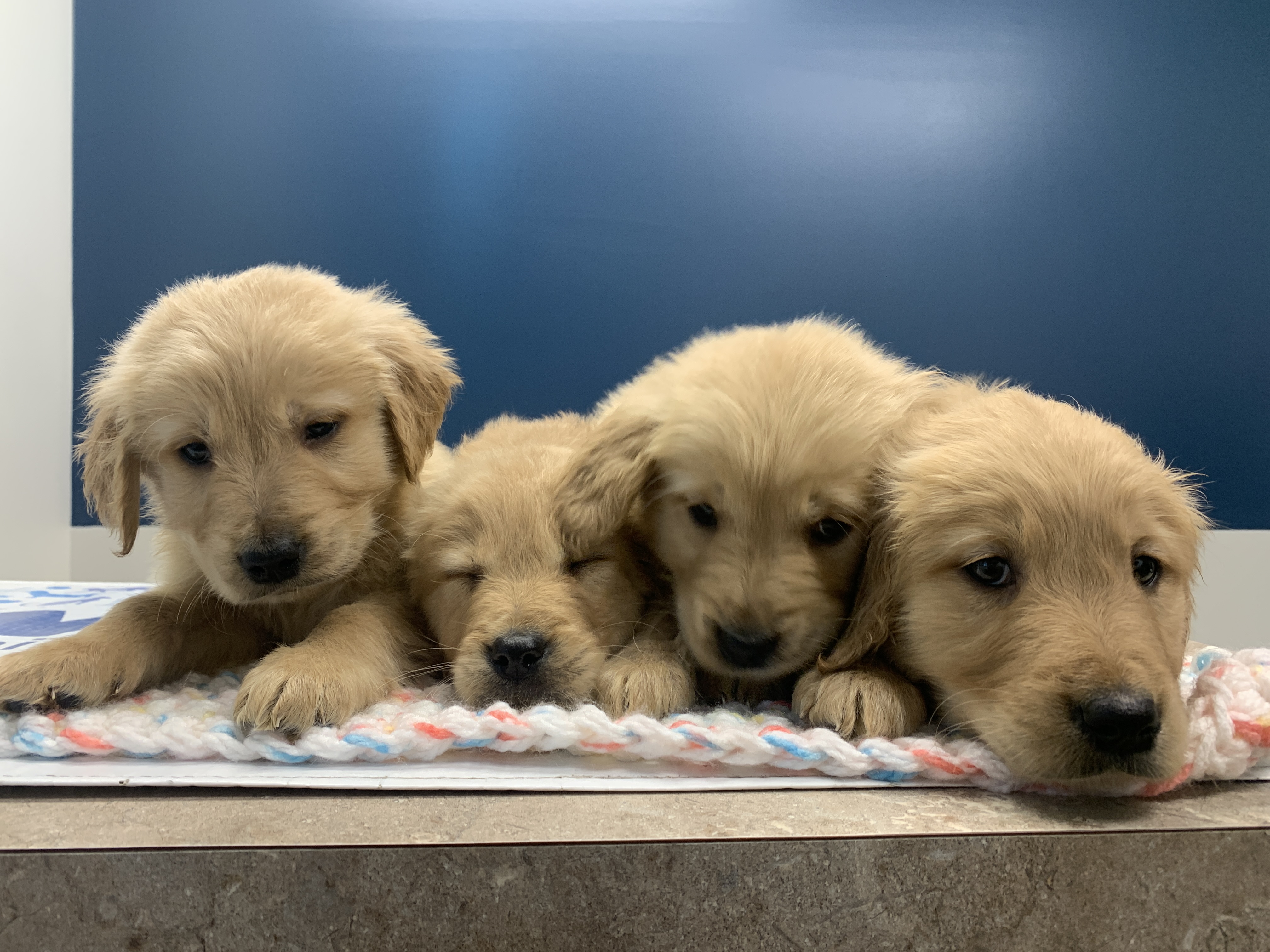 9 dogs, including 6 puppies, seized by SPCA from B.C. property