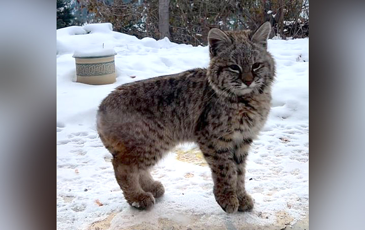 A screenshot of the curious bobcat kitten, seen sitting outside a home in Peachland, B.C., on Tuesday morning, looking in.