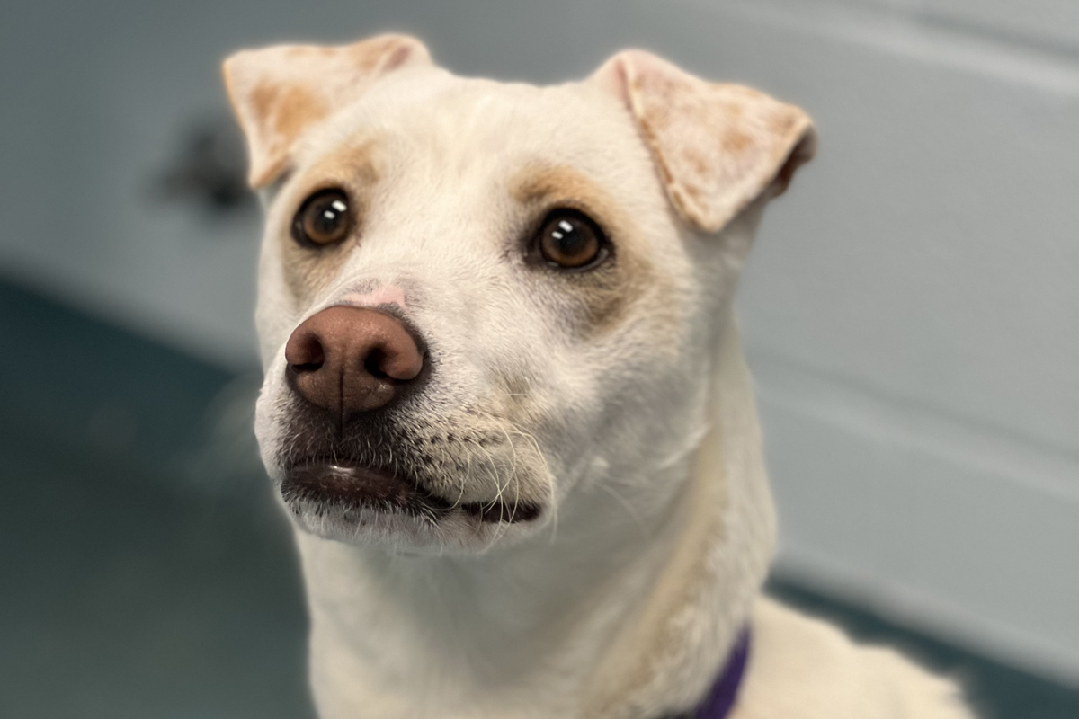 Humane Society Issues Plea To Get Dozens Of Dogs Adopted In Kitchener   Blanca 