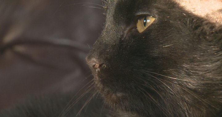 Frozen to the pavement: Blaze the cat has 8 lives left after Regina rescue