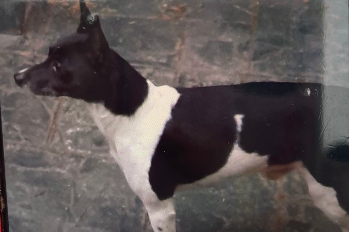 Have you seen Bouncer? RCMP seek dog stolen in Burnaby break-in