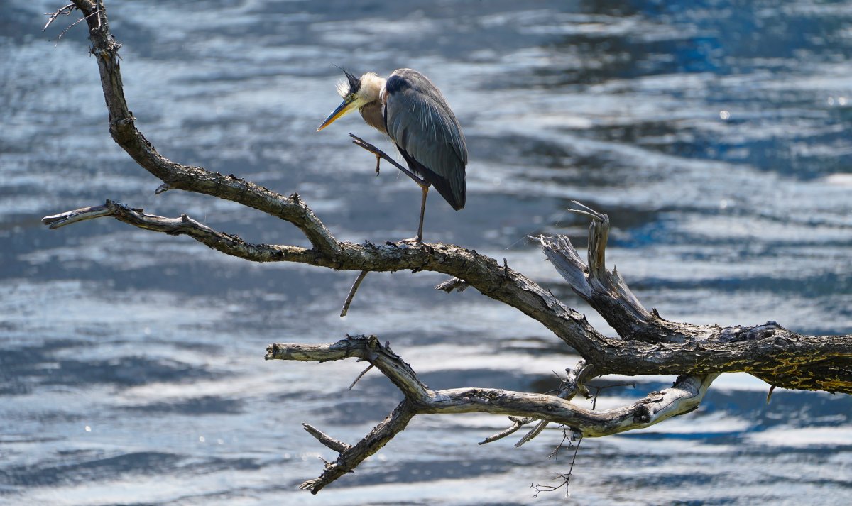 The Great Blue Heron is the official bird for the City of Peterborough. On Thursday, the city received certification as a Bird Friendly City.
