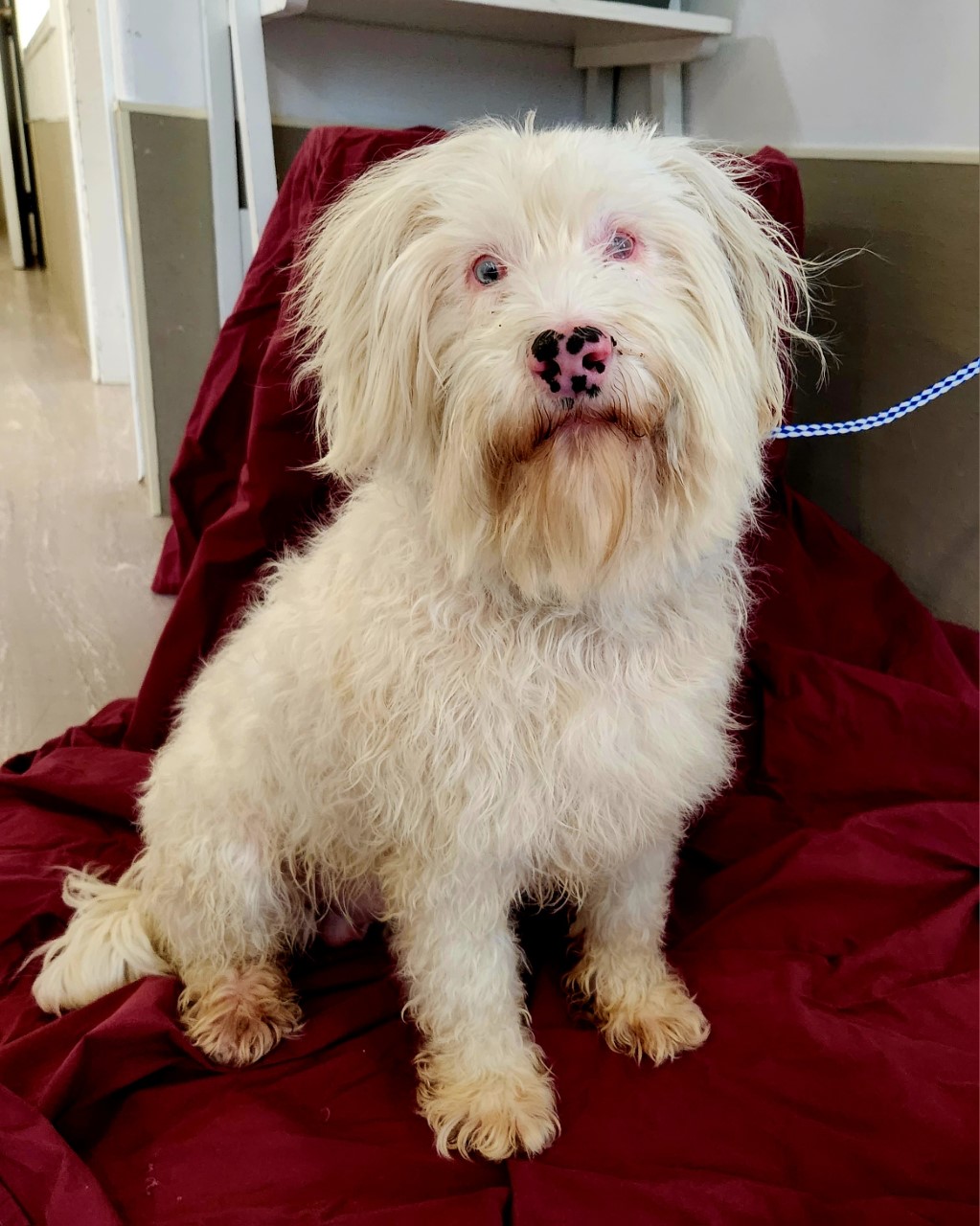 Clifford is at the Williams Lake BCSPCA where he's awaiting his forever home. 