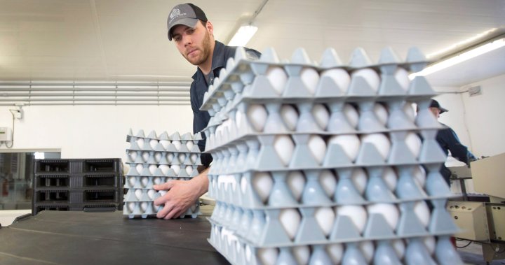 U.K. egg shortage has stores placing purchase limits. Is Canada next?