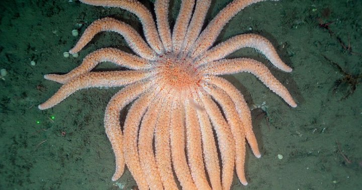 Sunflower sea star population declining to the ‘point of extinction’: U.S. scientists