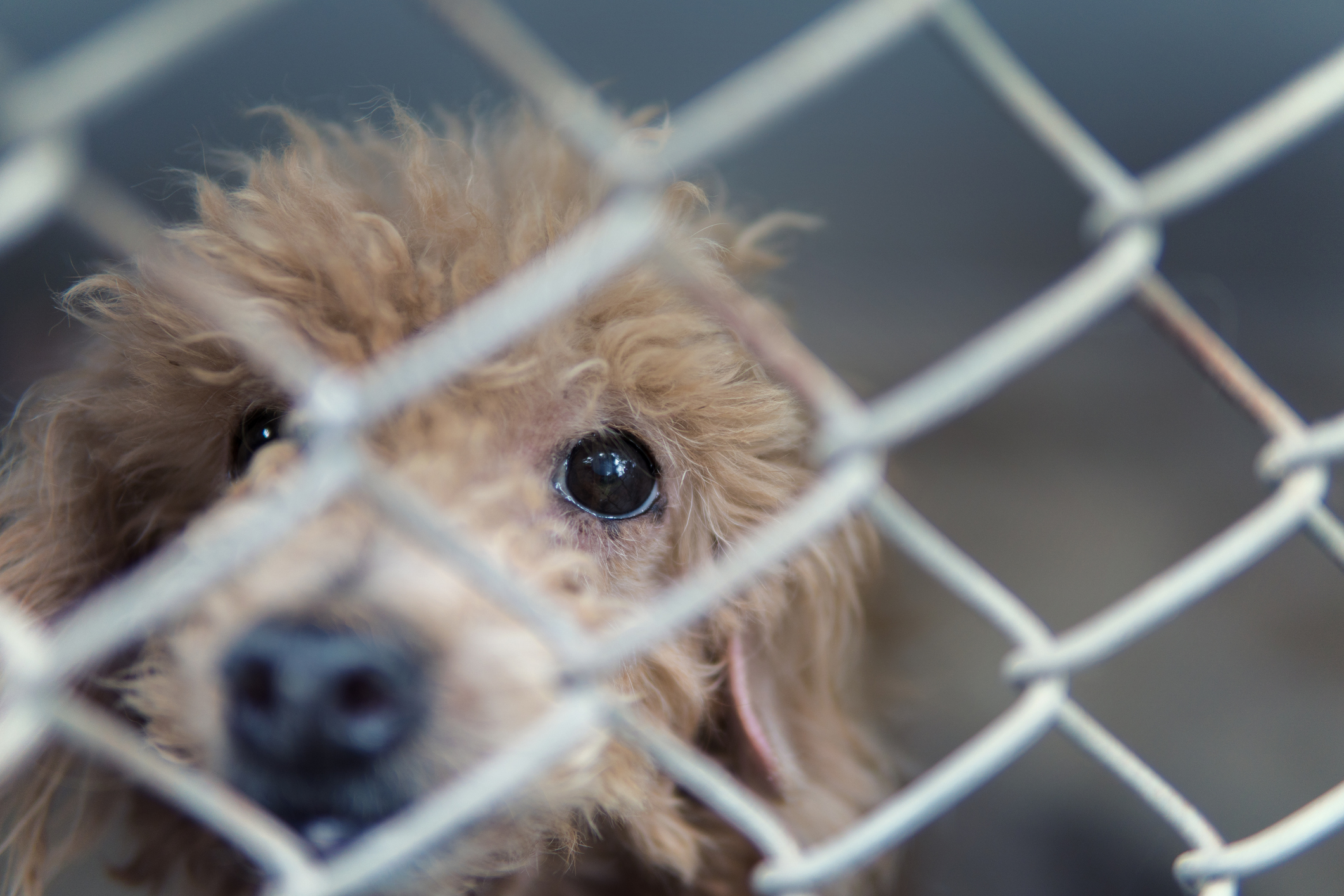 ‘Inhumane conditions’: 180 dogs, cats removed from U.S. home by hazmat team – National | 24CA News