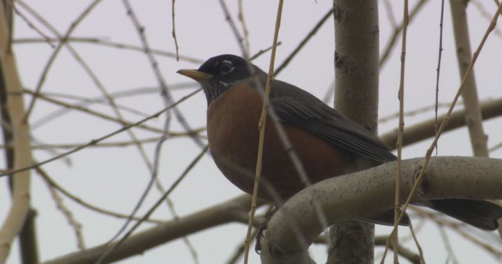 Christmas Bird Count returns to B.C.’s Lower Mainland  | Globalnews.ca