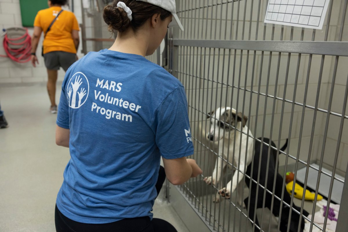 Canadian animal shelter system in crisis, one company is helping  - image