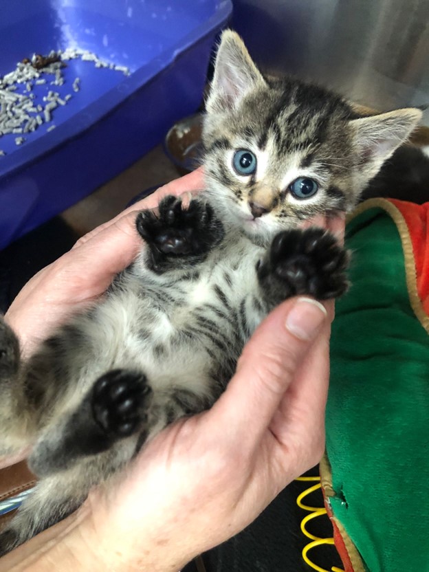 One of the three-week-old kittens that were rescued from a dumpster in Penticton, B.C.