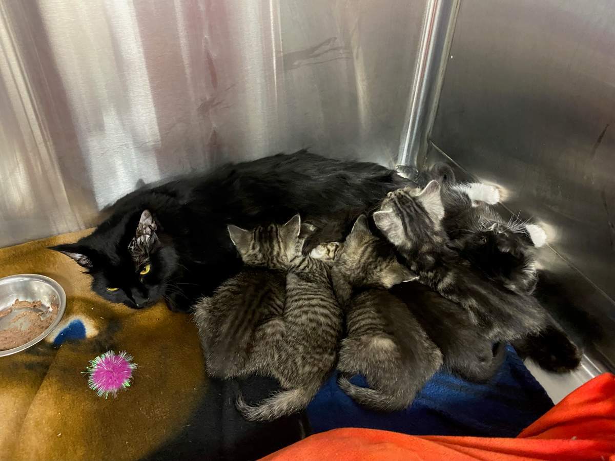a mother cat cuddles with her kittens after being rescued from a duct taped box in Kelowna