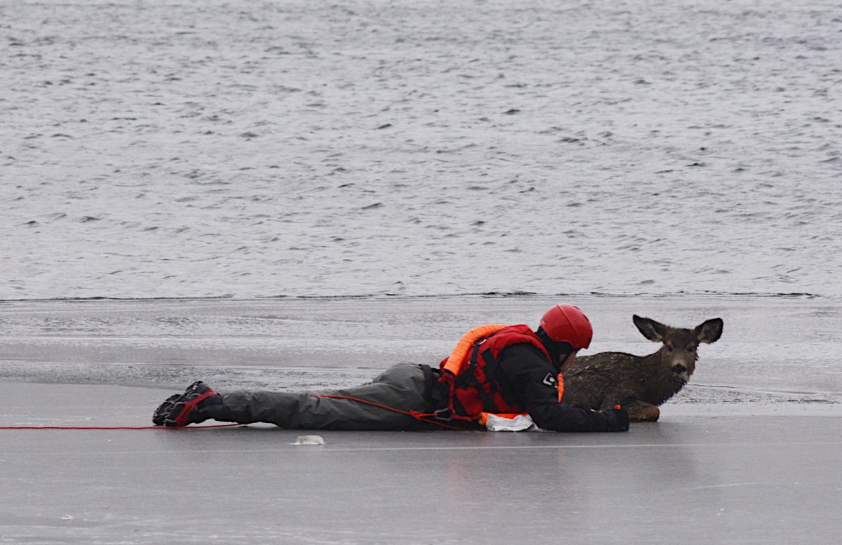 Penticton firefighters rescue deer from Okanagan Lake - image